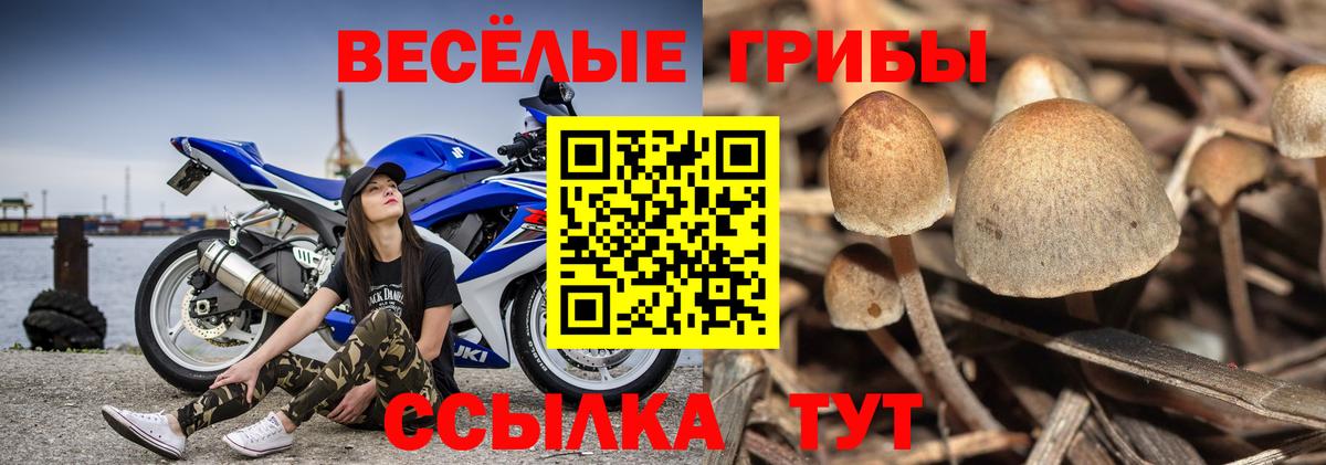 Псилоцибиновые грибы мицелий  Галлюциногенные грибы GOLDEN TEACHER  Строитель  Вход с VPN 